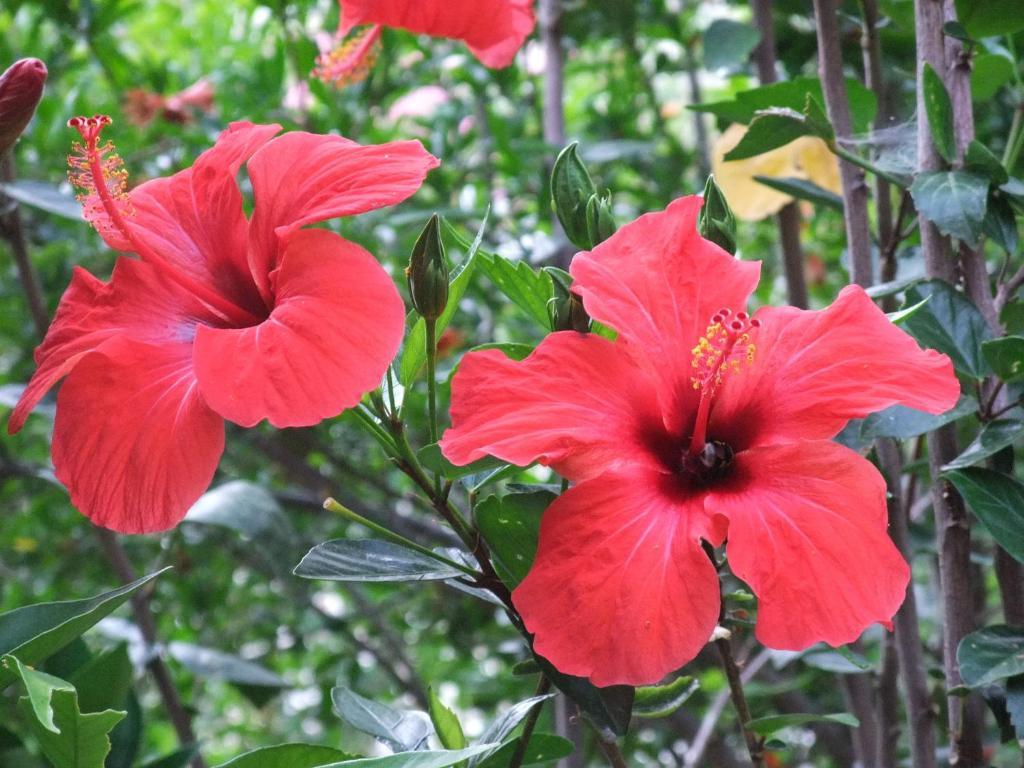 Paradise Garden Hotel Oludeniz Ngoại thất bức ảnh
