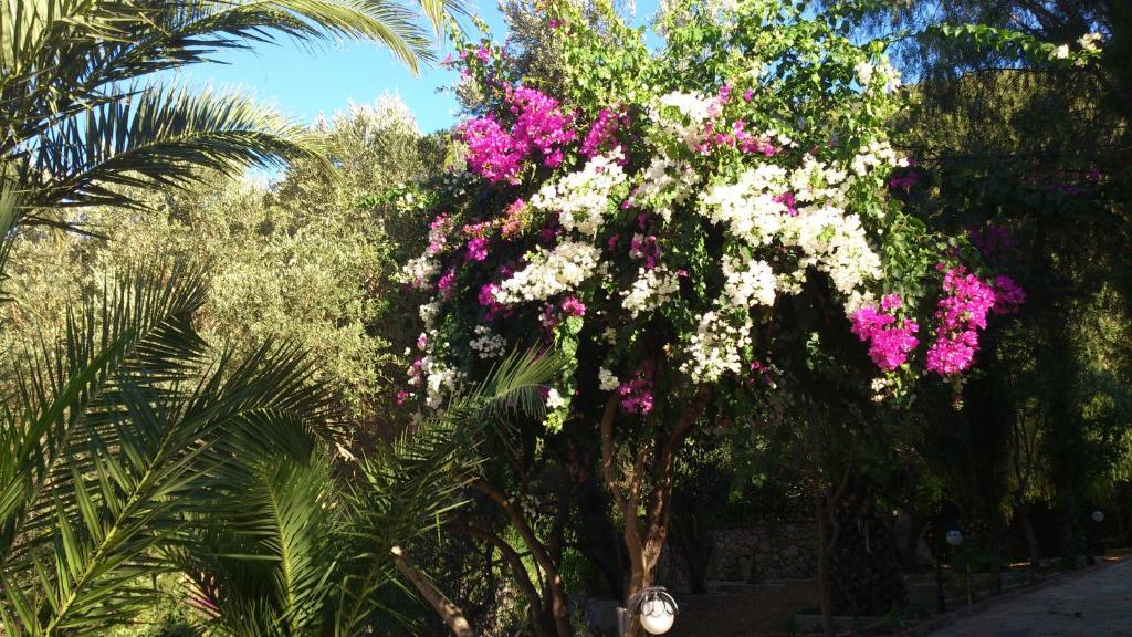Paradise Garden Hotel Oludeniz Ngoại thất bức ảnh